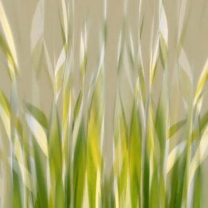 Dancing reed