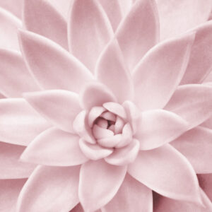 Pink Succulent