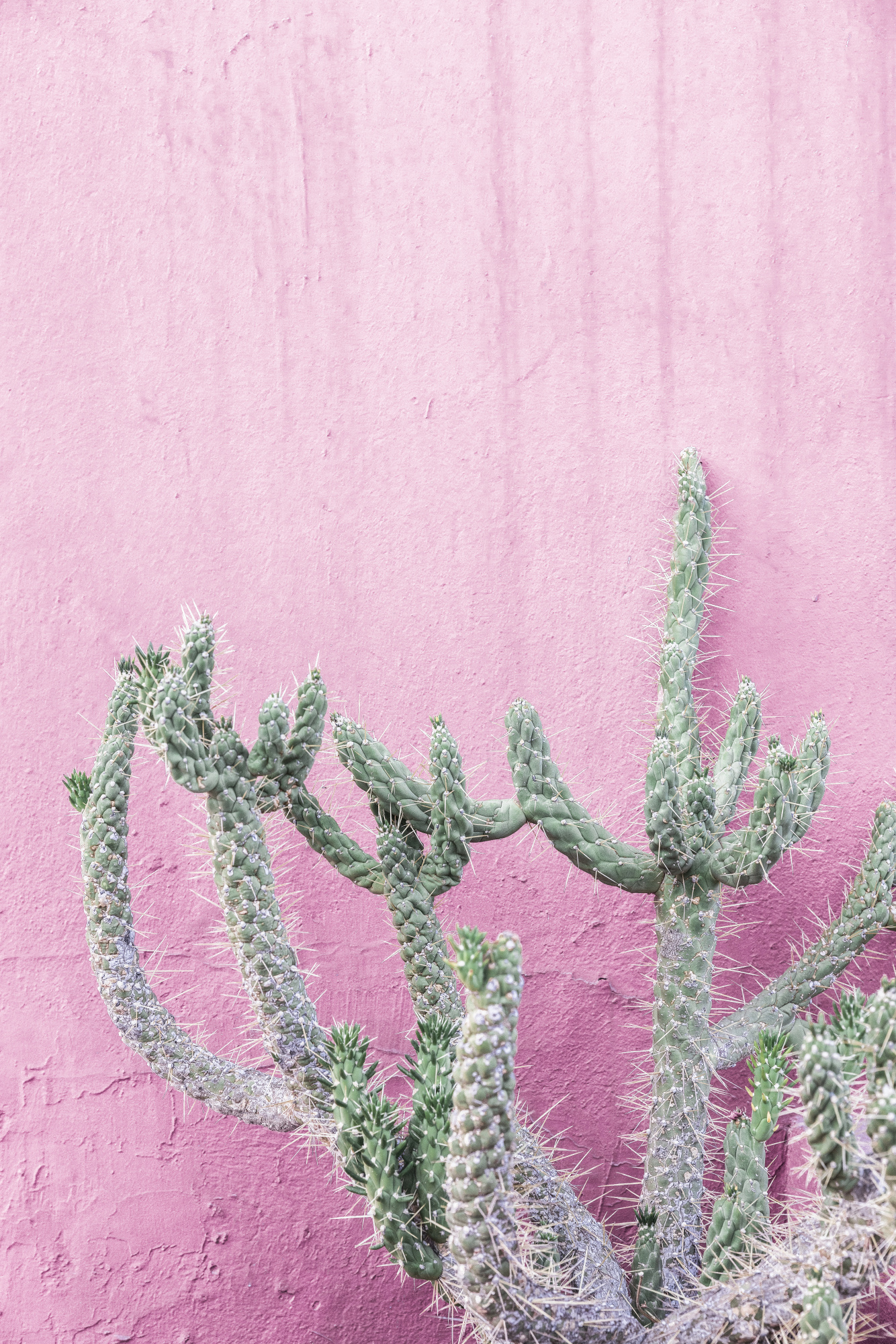 Cactus On Pink
