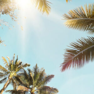 Sun Rays