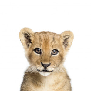 Baby Lion