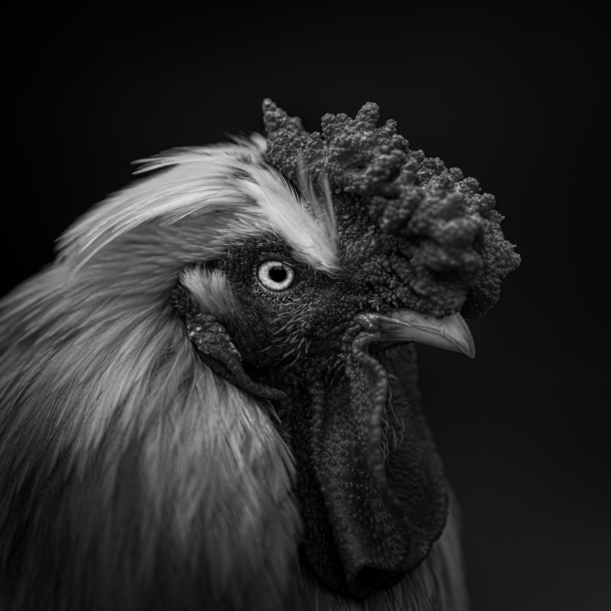 b3a3e947c1799fa34f3e661c08eda2e7-hd2.jpg
