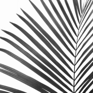 BW Palm Leaf