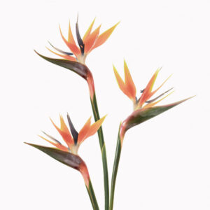 Birds of Paradise