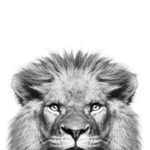 Peeking Lion