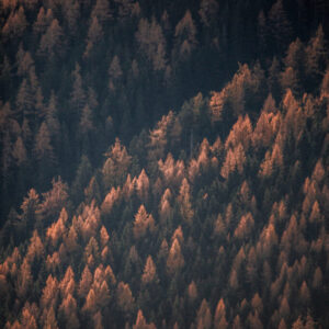 Autumn Woods 2