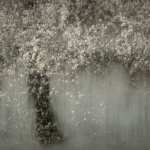 White blossom