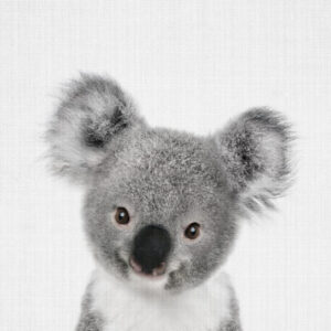 Peekaboo Baby Koala